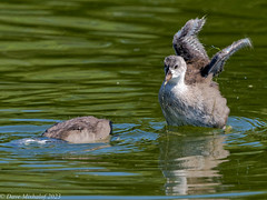 Immature Coot testing it's wings