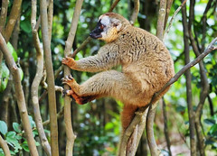 Red-fronted Lemur (F) (Eulemur rufifrons)
