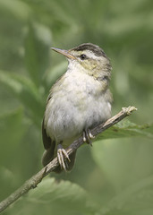 Sedge Warbler - Acrocephalus schoenobaenus- Juvenile