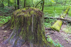 Old Tree Stump - Great Smoky Mountains National Park - Townsend, Tennessee