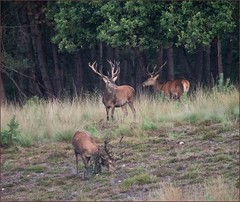 Red-Deer in the morning