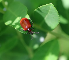 Lilioceris cheni (leaf beetle)