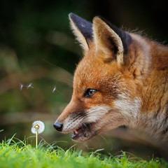 Fox with dandelion