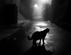 ⁛black cat, series #2⁛