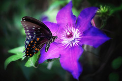 Clematis and Swallowtail