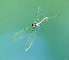 Calopteryx en vol.