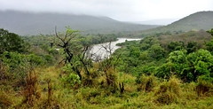 SÜDAFRIKA( South-Africa), KWA Zulu-Natal-Provinz, Safari im Hluhluwe - Imfolozi-Nationalpark, veregnete Landschaft ,  22311