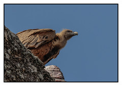 Griffon Vulture - (Gyps fulvus) Best viewed large