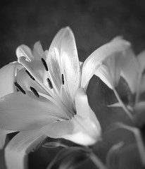 Bnw Lily  [Explored, July 28, 2023]