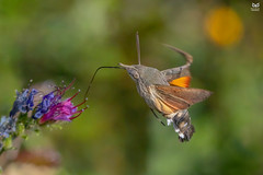 Esfinge-beija-flor, hummingbird hawk-moth(Macroglossum stellatarum)