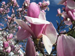 Magnolia Blooms in Midwinter