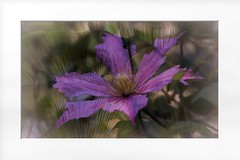 IMG_4573.2023.2a.Clematis