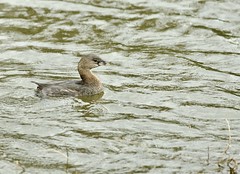 PIED BILLED GREBE