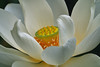 Lotus flowers close
