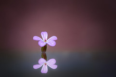 mirrored blossom