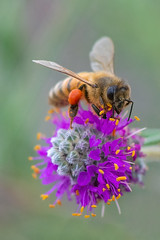 2307_1048 Honey Bee on Purple Prairie-clover