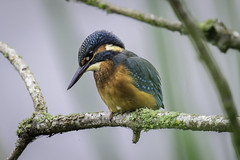 (188) Bird - Kingfisher - Lackford Lakes