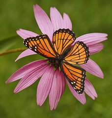 Papillon Vice-Roi - Limenitis archippus   sur Échinacée