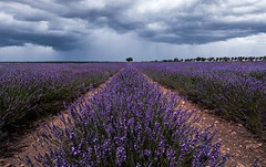 Lavender fields (Brihuega, Spain)