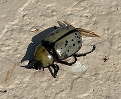 Eastern Hercules Beetle - huge beetle