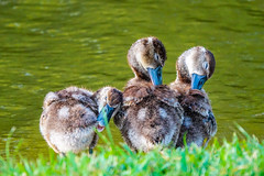 Black-bellied Whistling Ducklings. Texas