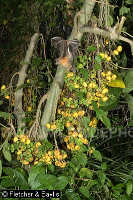 74298 Lesser Short-nosed fruit bat (Cynopterus brachyotis) attracted by the ripe fruits of a Hairy Fig tree (Ficus hispida), at night in a garden, Ipoh, Perak, Malaysia. IUCN=Least Concern.