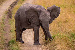 Baby African Bush Elephant, Maasai Mara