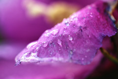 Purple drops