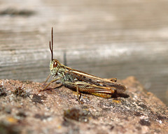 Garden Grasshopper!