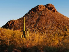 Mountain and cactus, Pima County, Arizona..