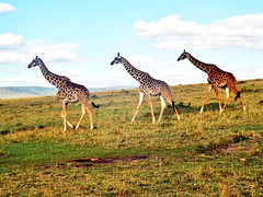Giraffe crossing the Masai Mara