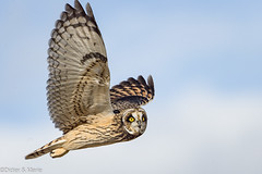 SHORT EARED OWL - HIBOU DES MARAIS