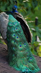 Peacock - Great Rift Valley Lodge and Golf Resort  - Naivasha - Kenya