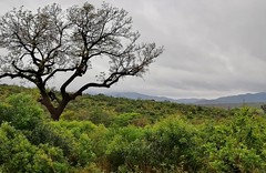 SÜDAFRIKA( South-Africa), Safari im Hluhluwe-Imfolozi - Nationalpark, Landschaft, 22319