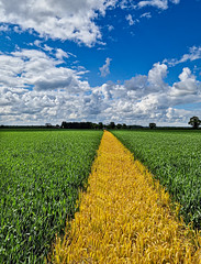 follow the yellow wheat road