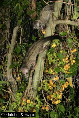 74303 Two juvenile Common Palm Civets (Paradoxurus hermaphrodites) at night, feeding on the ripe figs of a Hairy Fig tree (Ficus hispida), in a garden, Ipoh, Perak, Malaysia.