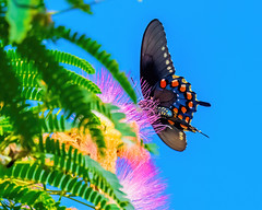 Pipevine Swallowtail butterfly...... EXPLORE....