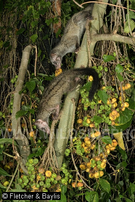 74300 Two juvenile Common Palm Civets (Paradoxurus hermaphrodites) at night, feeding on the ripe figs of a Hairy Fig tree (Ficus hispida), in a garden, Ipoh, Perak, Malaysia.
