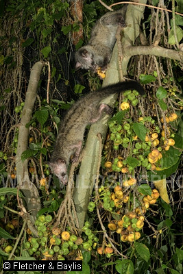 74304 Two juvenile Common Palm Civets (Paradoxurus hermaphrodites) at night, feeding on the ripe figs of a Hairy Fig tree (Ficus hispida), in a garden, Ipoh, Perak, Malaysia.