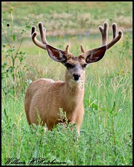July 26, 2023 - Handsome deer buck. (Bill Hutchinson)