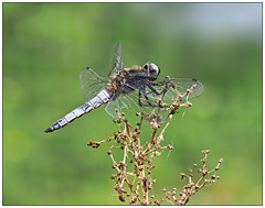 2023-0617 - Male Scarce Chaser, Summer Leys Nature Reserve, Northants.