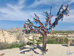Love tree at the Valley of Love