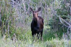 July 30, 2023 - Moose cow among the willows. (Tony's Takes)