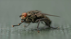 Fliege / Fly