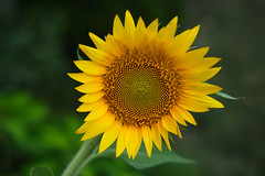 Cloudy Day Sunflower