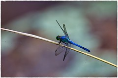 2023_P6A11118 Blue Damsel Dragonfly