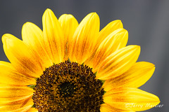 _MG_5373 - Sunflower.