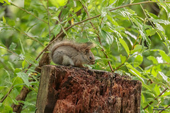 American Red Squirrel #4 - 2020-06-27