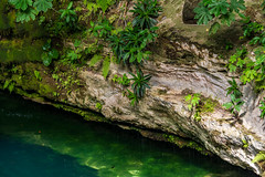 Cenote Selva Maya, Yucatán, México