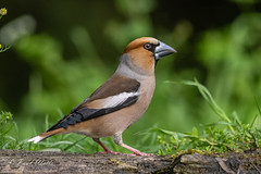 Hawfinch (m) (Coccothraustes coccothraustes)